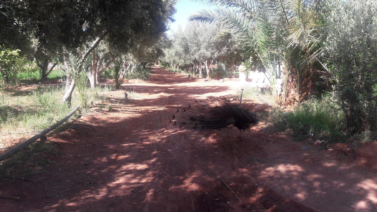 Dar Alfourssane Ferme D'Hote Ouarzazate Exterior photo